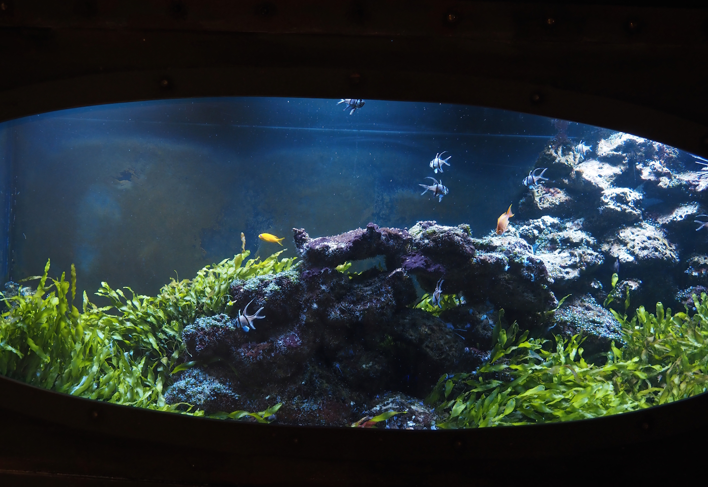 Animazia - Marine tank with Banggai cardinalfish and Sea goldie, 2024-06-23