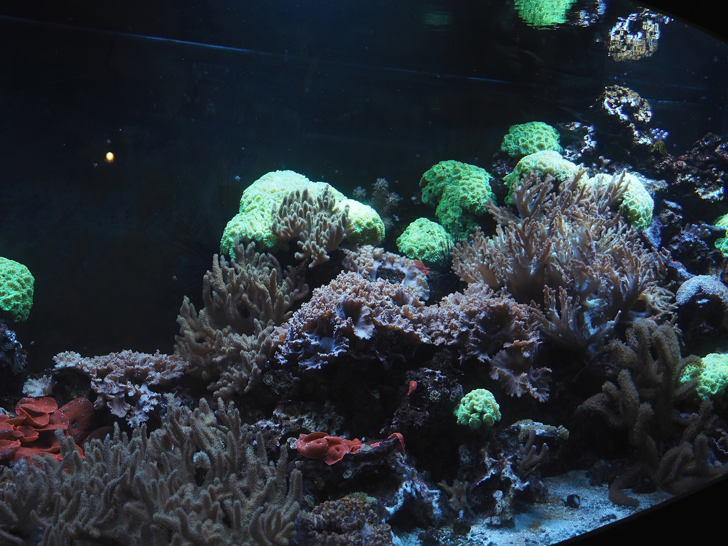 Animazia - Marine tank with fluorescent corals, 2024-06-23