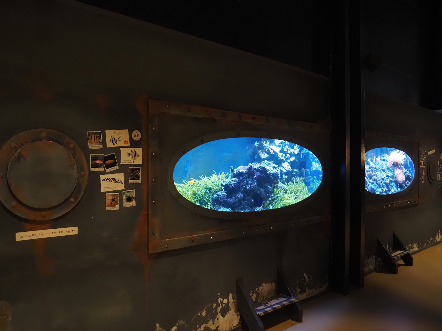 Animazia - Marine tanks, 2024-06-23