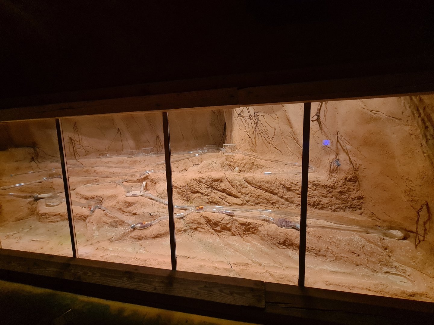 Animazia - Naked mole-rat enclosure