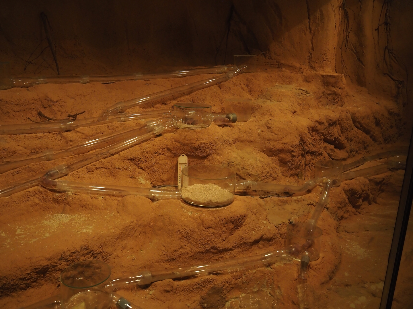 Animazia - Naked mole-rat exhibit, 2024-06-23