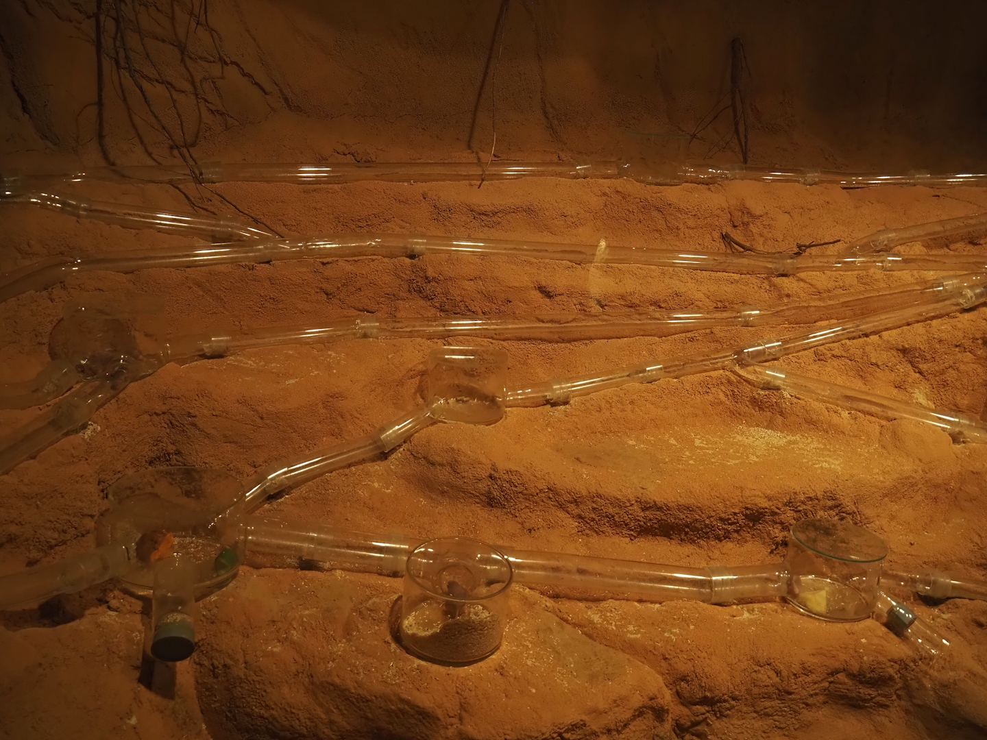 Animazia - Naked mole-rat exhibit, 2024-06-23