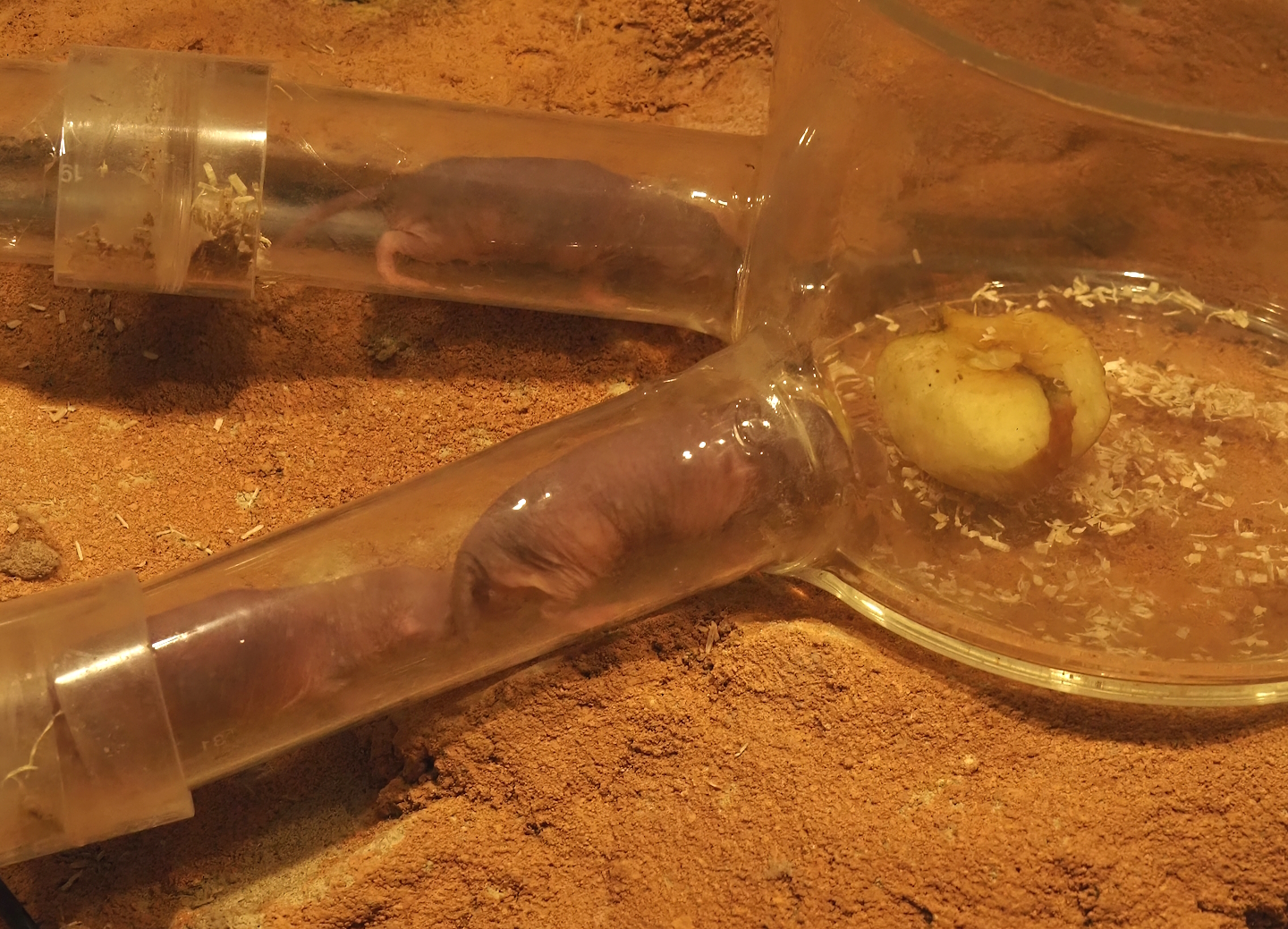 Animazia - Naked mole-rats (Heterocephalus glaber), 2024-06-23