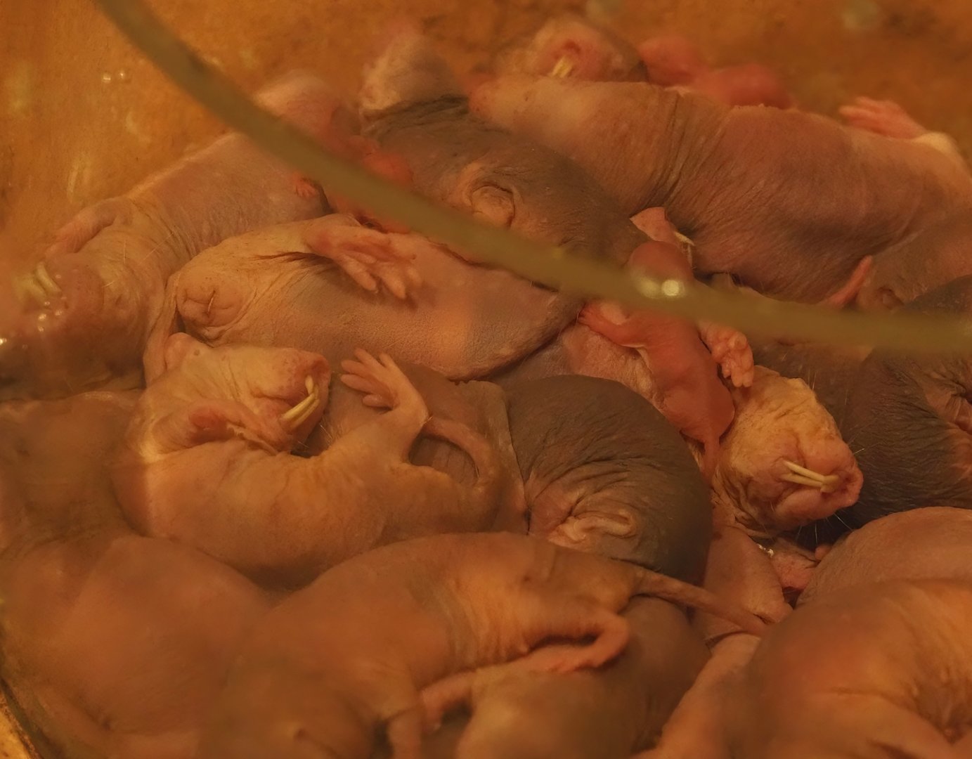 Animazia - Naked mole-rats (Heterocephalus glaber), 2024-06-23