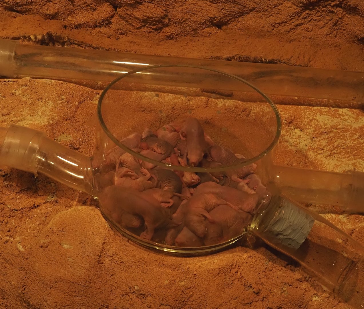 Animazia - Naked mole-rats (Heterocephalus glaber), 2024-06-23