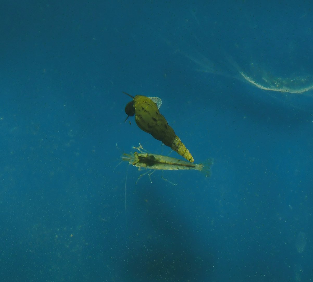 Animazia - Red-rimmed melania (Melanoides tuberculata) and Unidentified freshwater shrimp in Asian tank, 2024-06-23