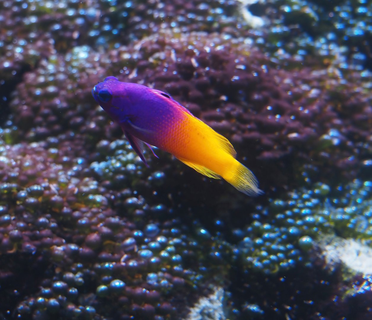 Animazia - Royal gramma (Gramma loreto), 2024-06-23