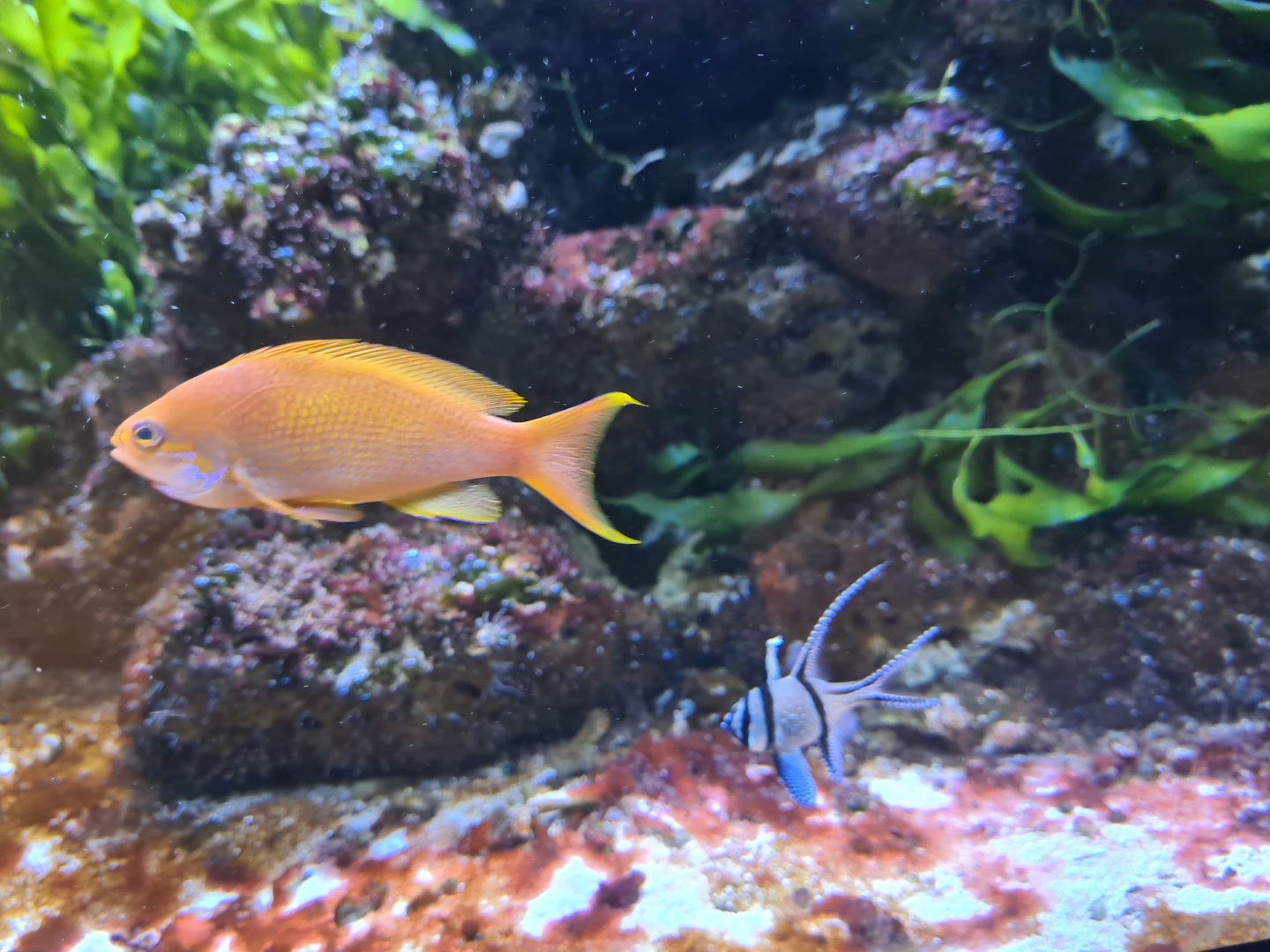 Animazia - Sea goldie and Banggai cardinalfish