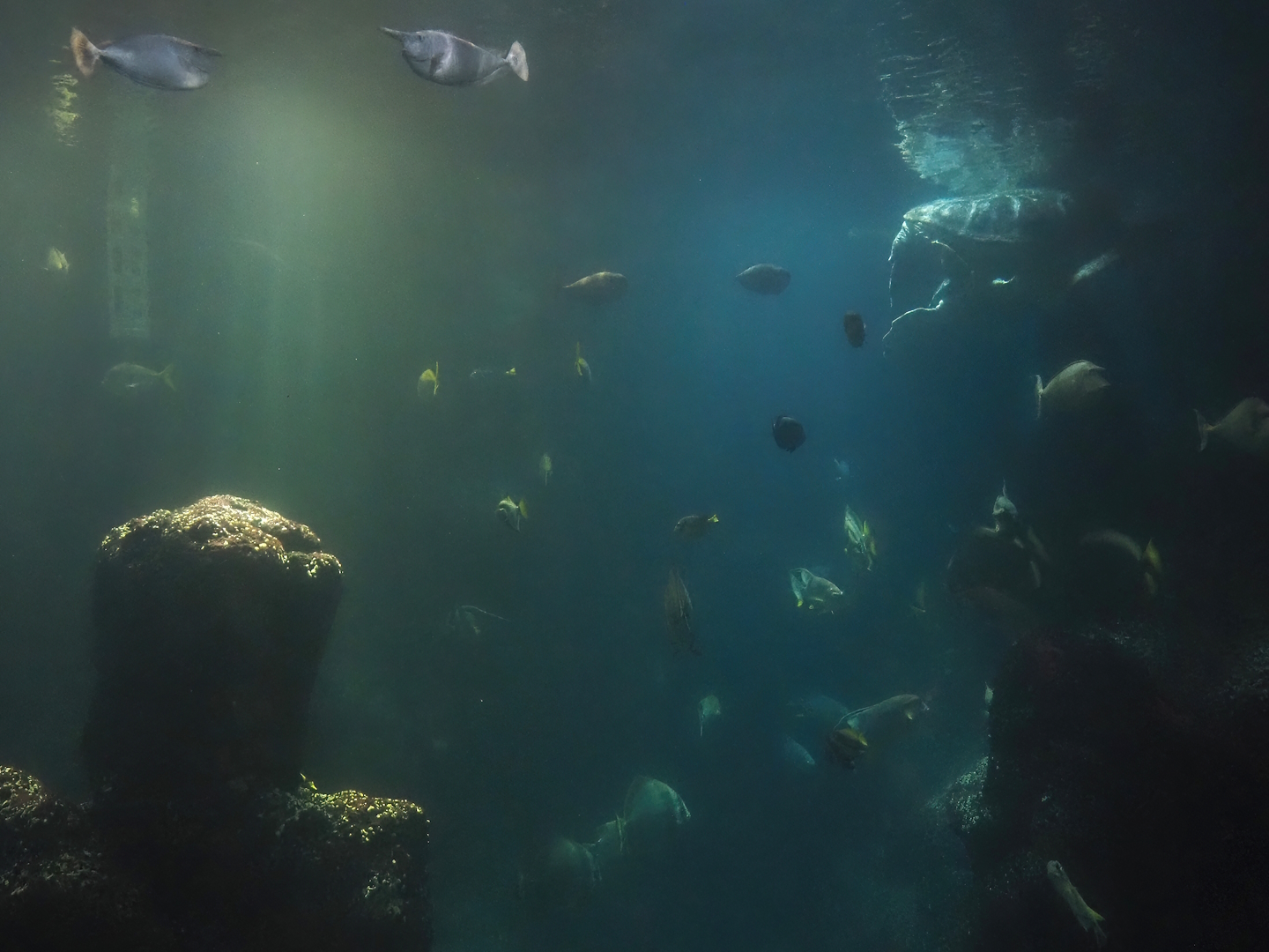 Animazia - Sea turtle and fish tank, 2024-06-23