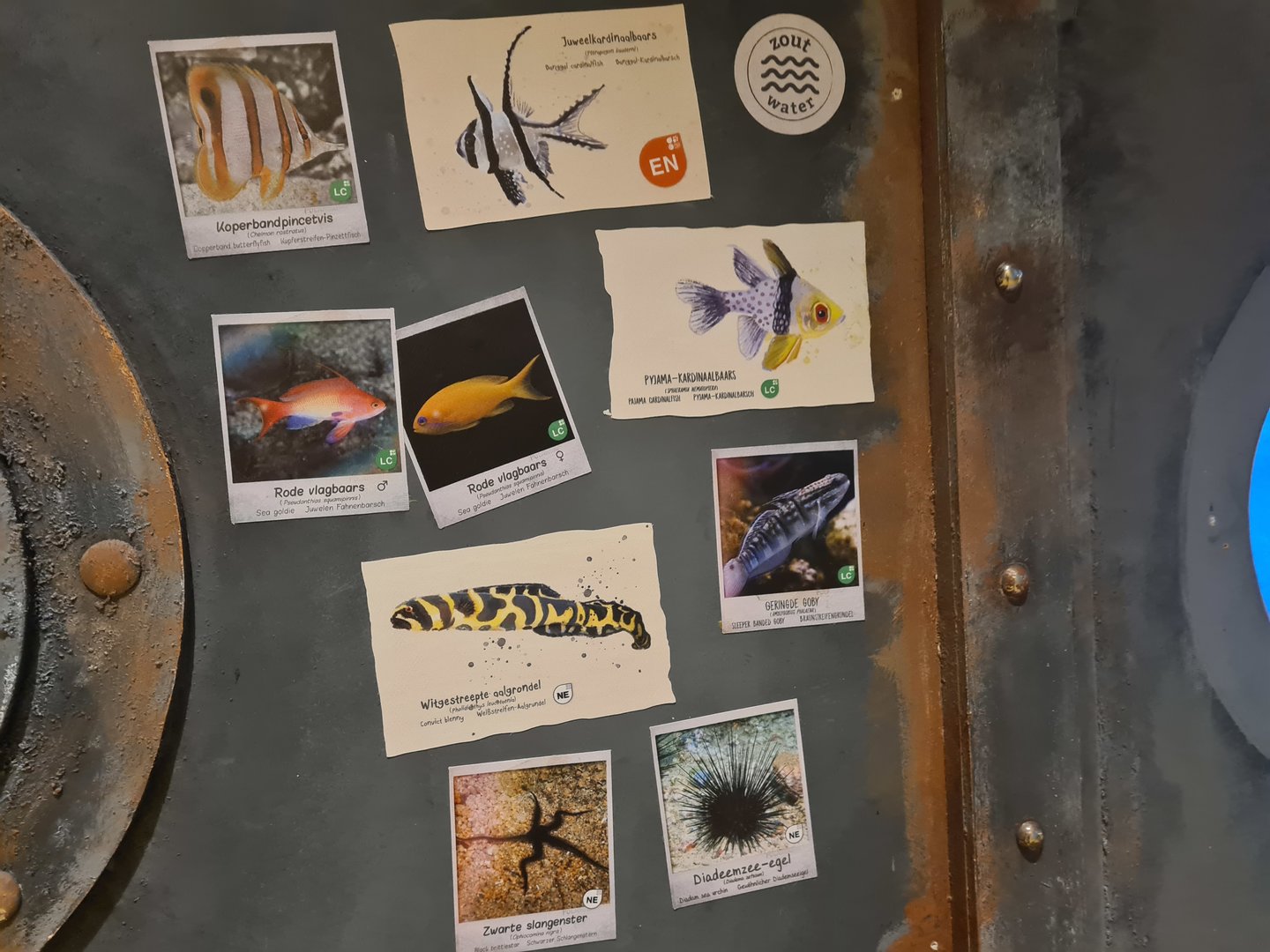 Animazia - Seagrass tank signage (Very good!)