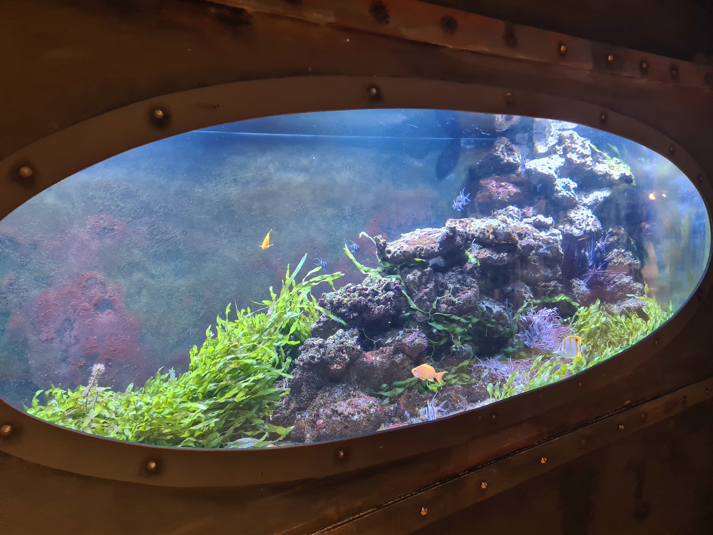 Animazia - Seagrass tank