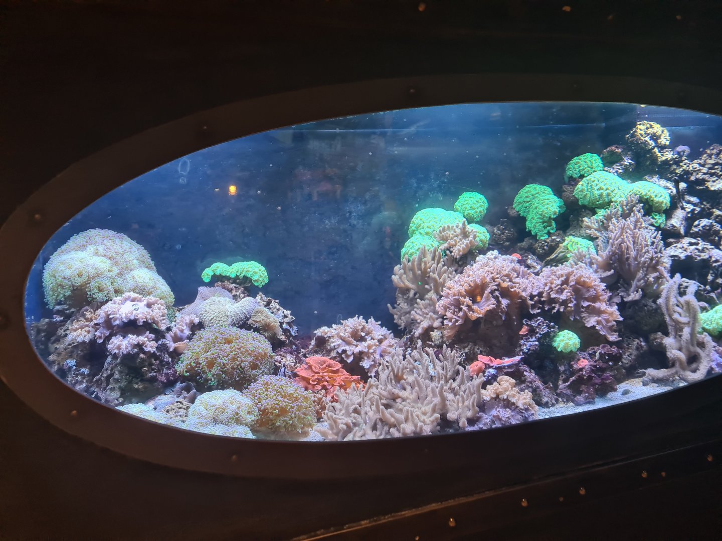 Animazia - Seahorse tank