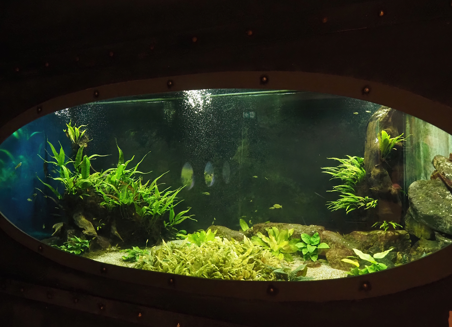 Animazia - Second splitfin tank, 2024-06-23