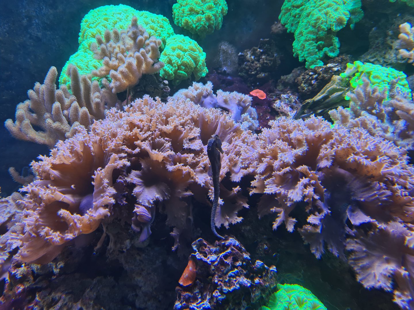 Animazia - Slender seahorse