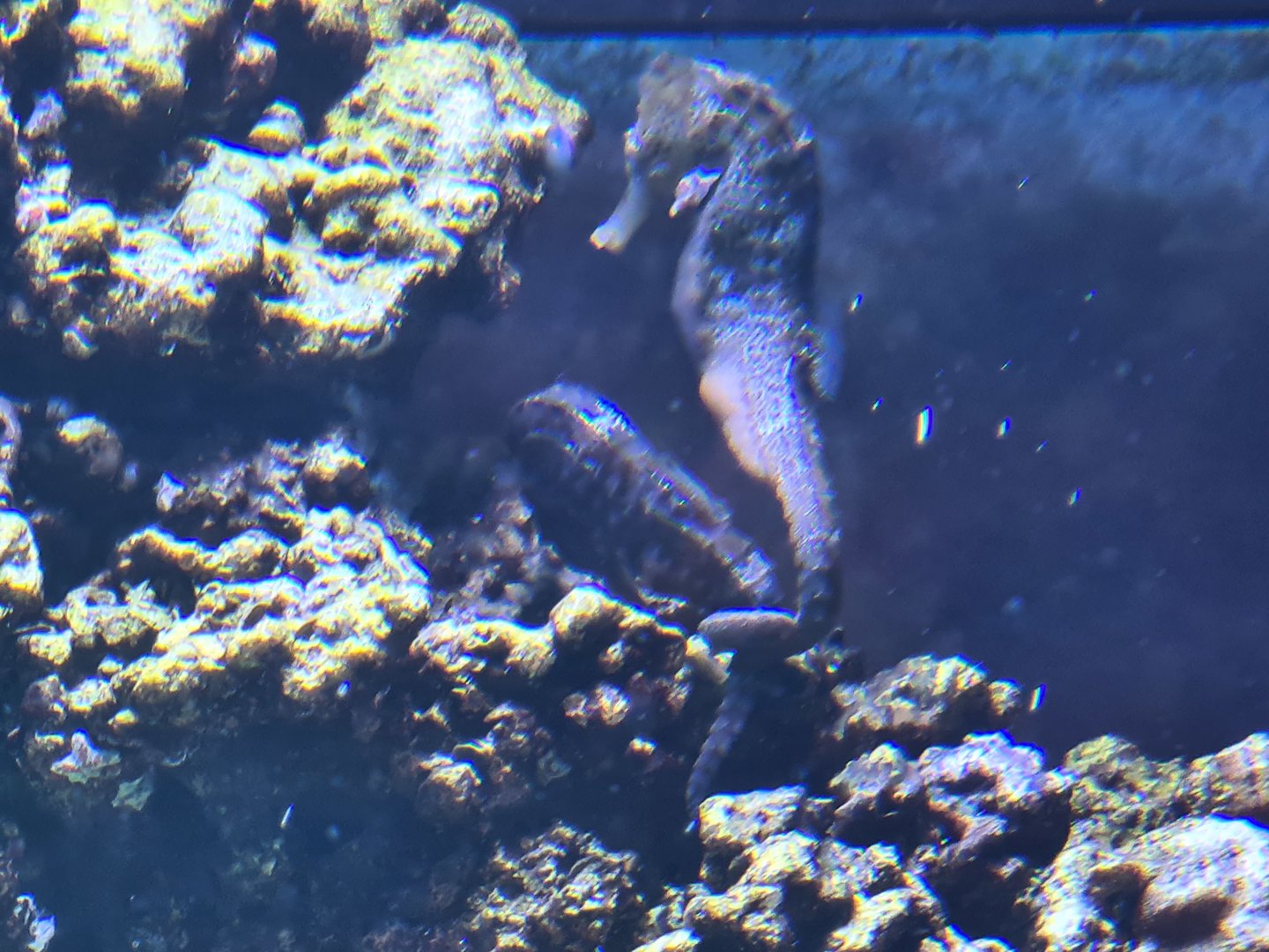 Animazia - Slender seahorses