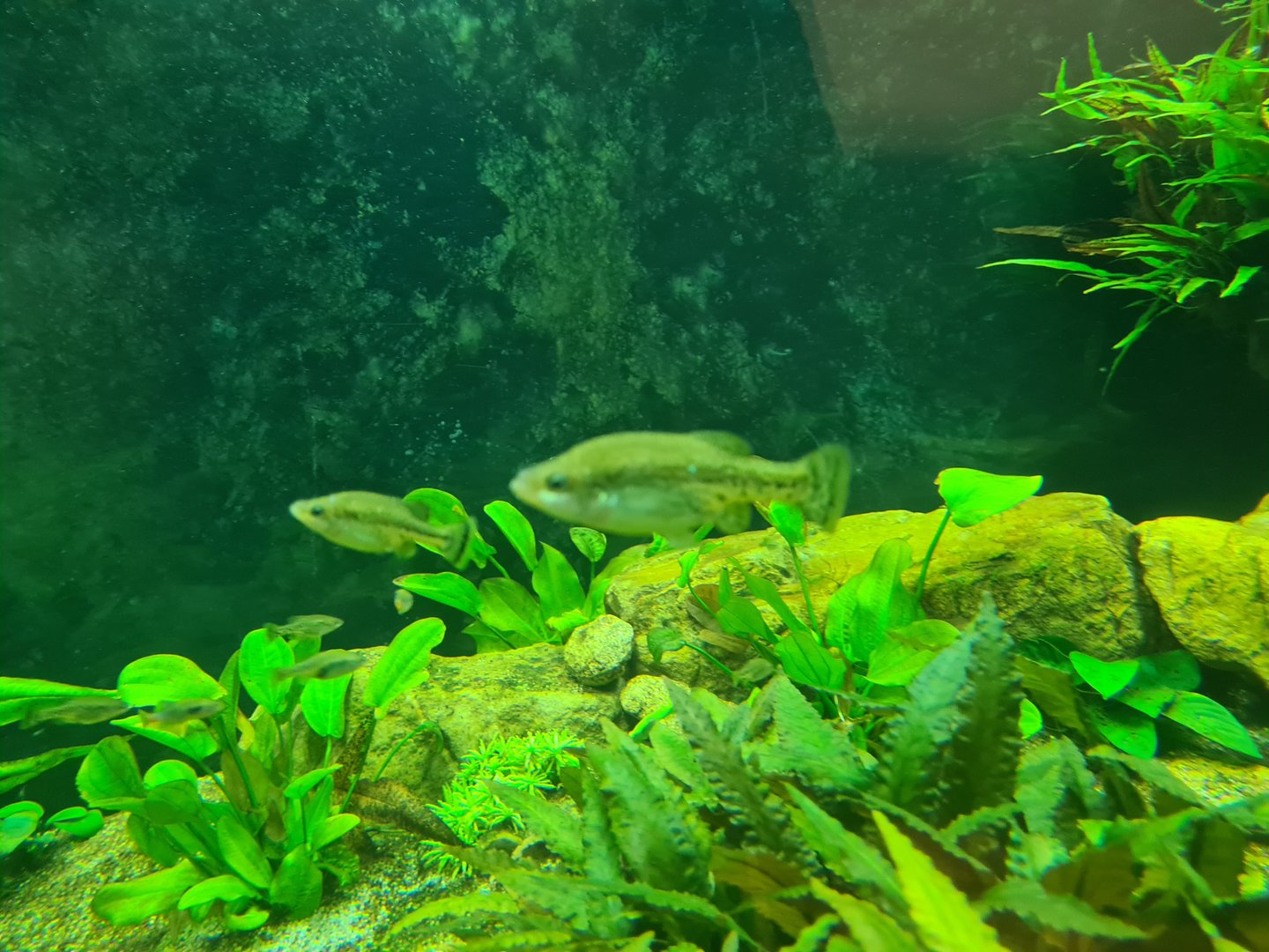 Animazia - Splitfins