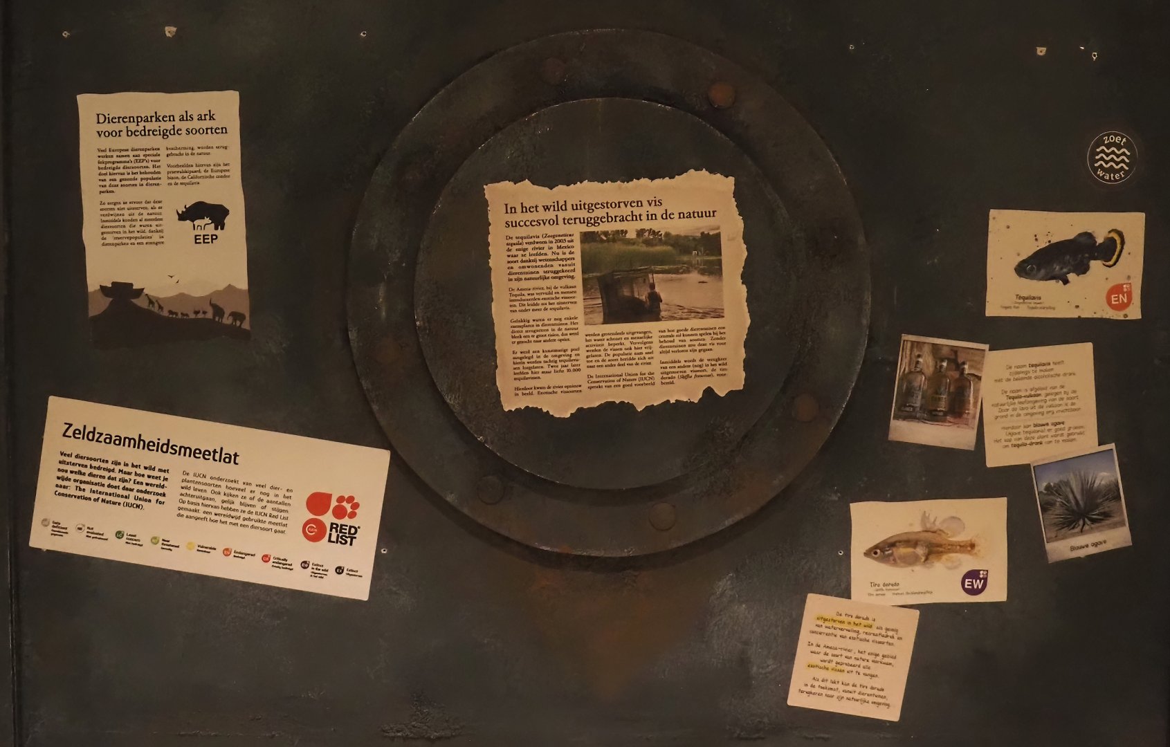 Animazia - Tequila splitfin signage, 2024-06-23