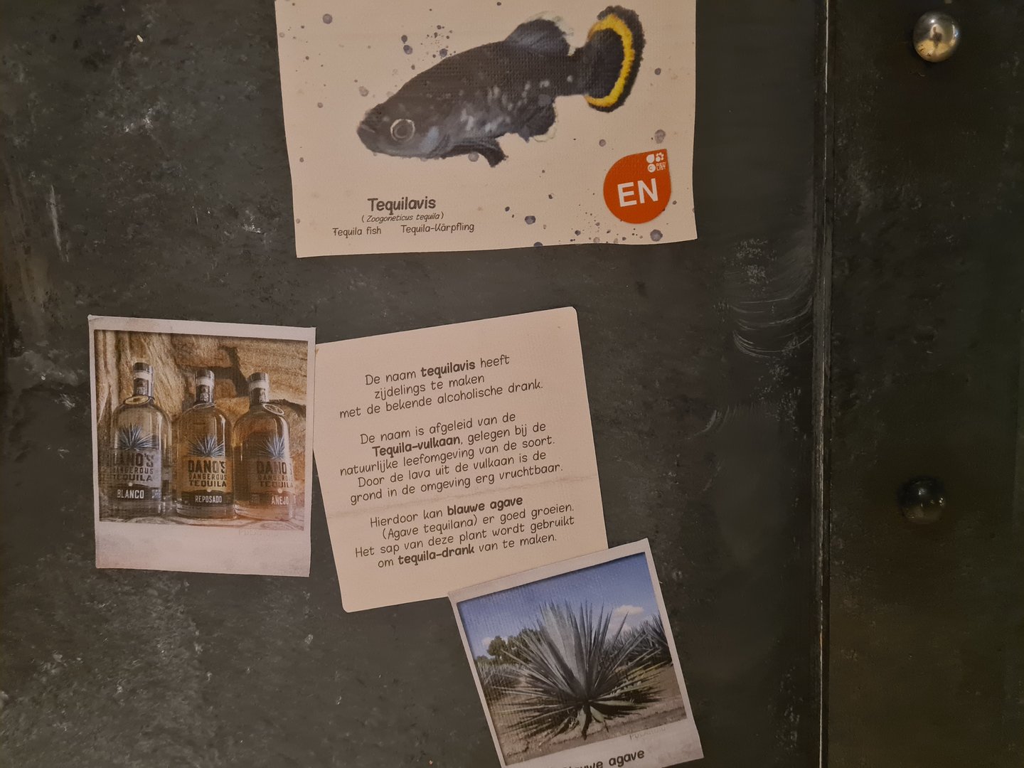 Animazia - Tequila splitfin signage