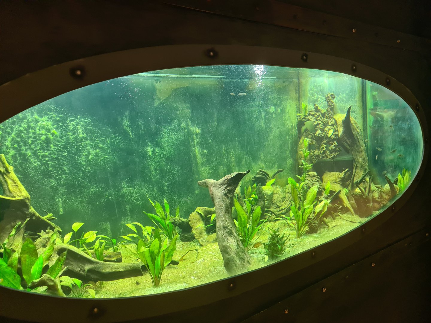 Animazia - Tequila splitfin tank