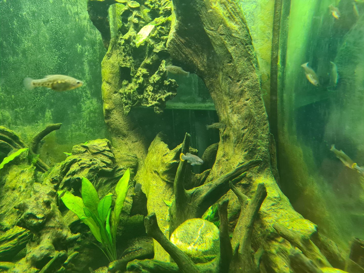 Animazia - Tequila splitfins