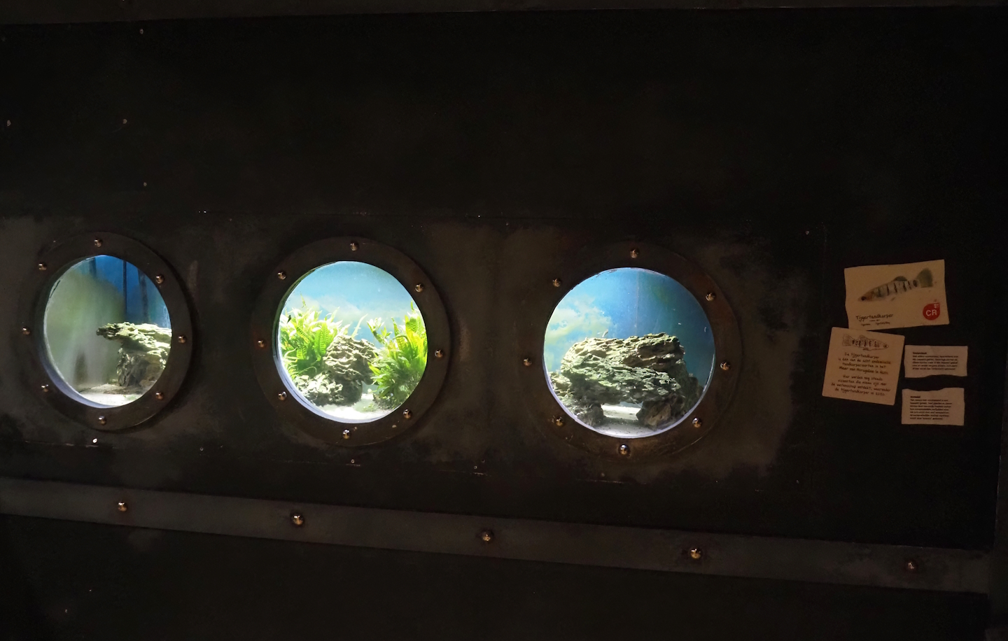 Animazia - Tiger limia tank, 2024-06-23