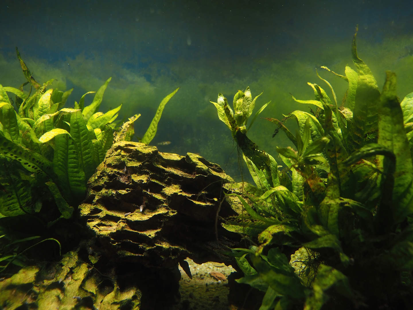 Animazia - Tiger limia tank, 2024-06-23