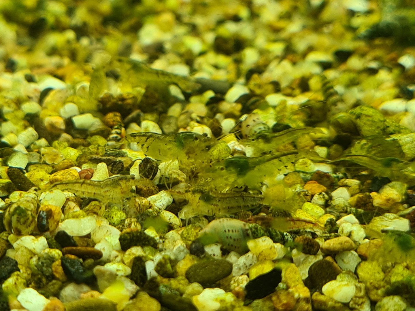 Animazia - Unsigned shrimp