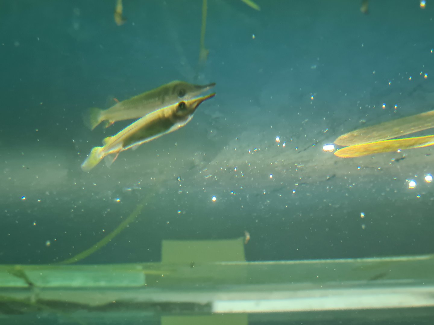 Animazia - Wrestling halfbeak