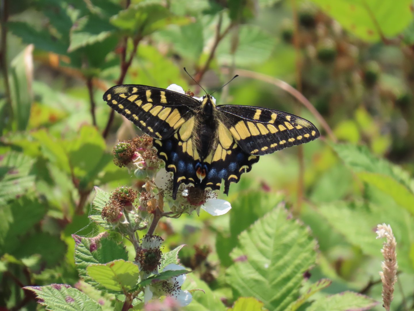 Anise Swallowtail (Papilio zelicaon)