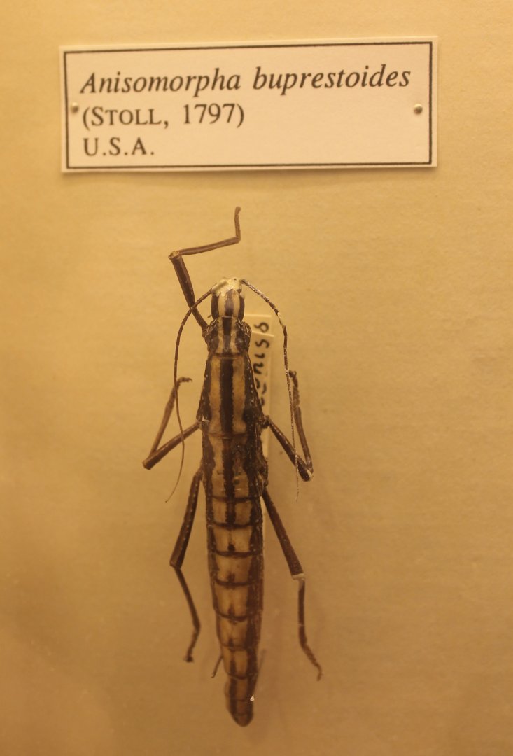 Anisomorpha buprestoides