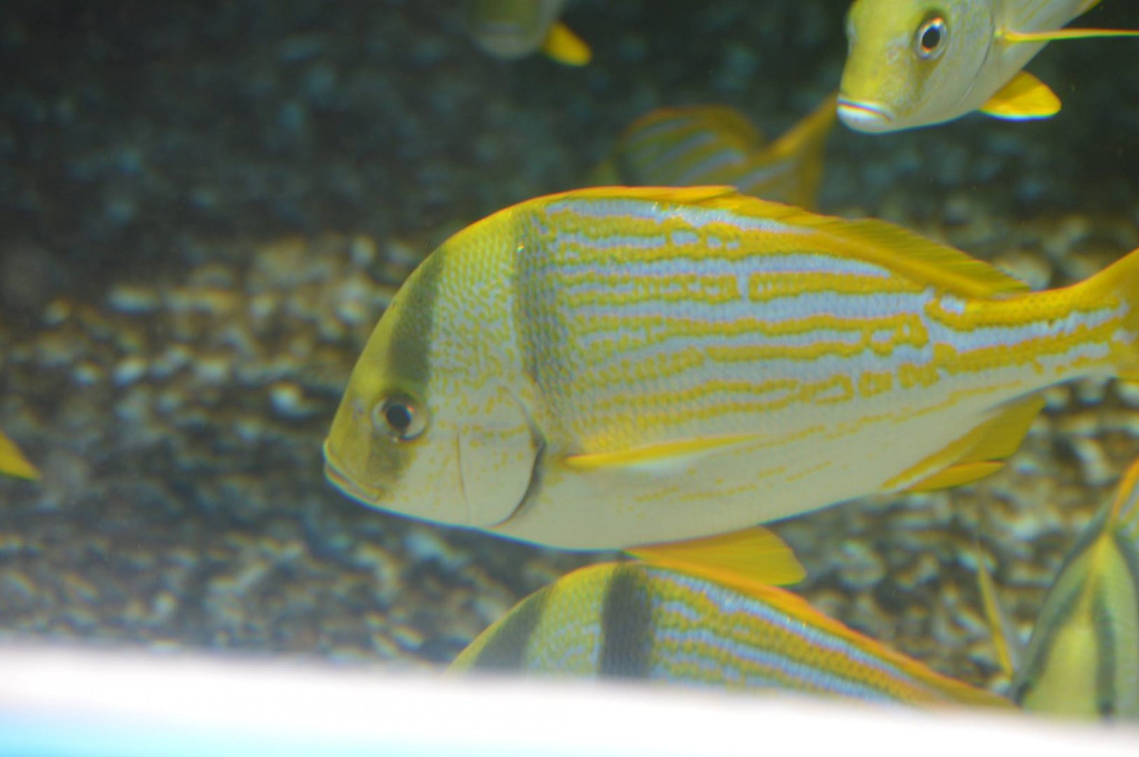 Anisotremus virginicus