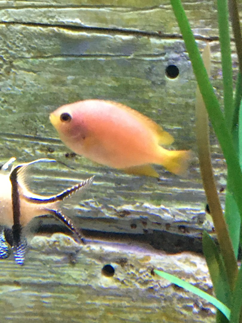 Anithas/Damselfish Species?