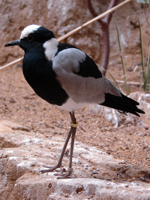 Anitibyx armatus / Blacksmith plover