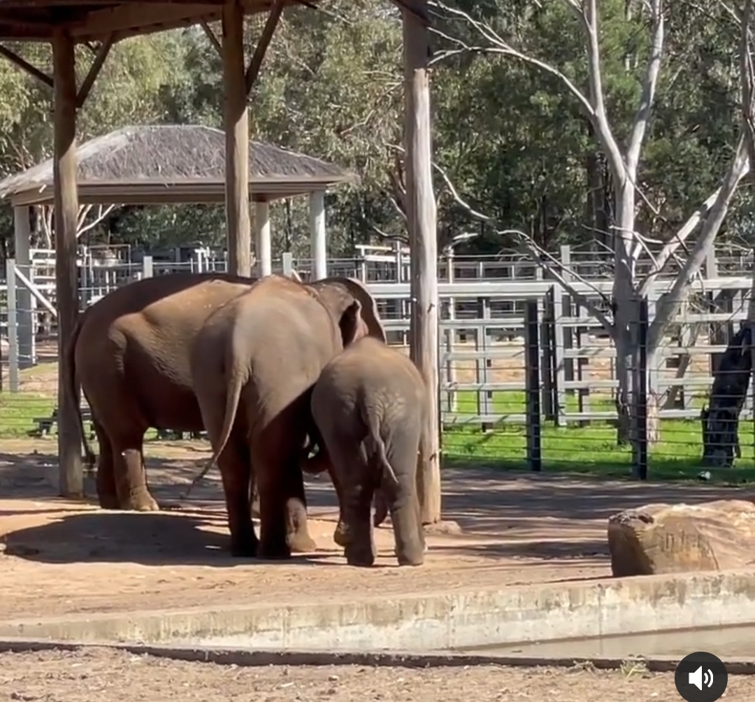 Anjalee Taronga Western Plains zoo 1