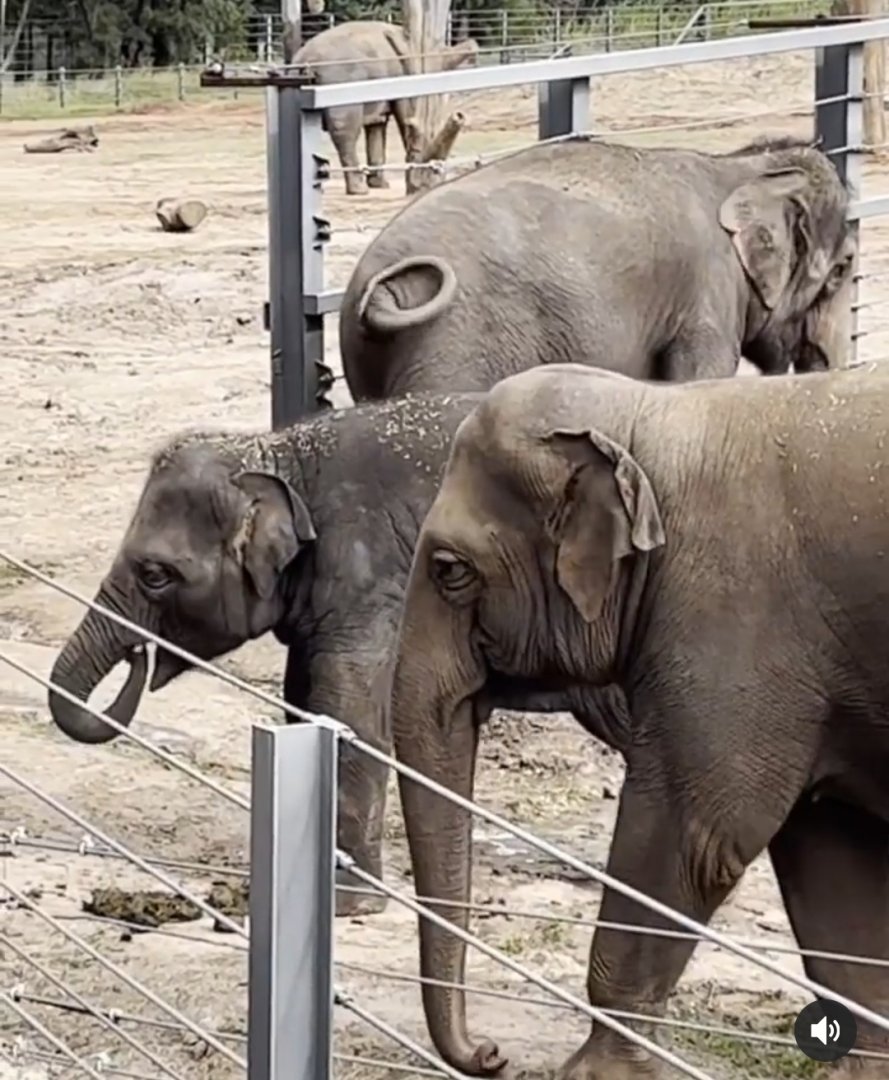 Anjalee Taronga Western Plains Zoo 2