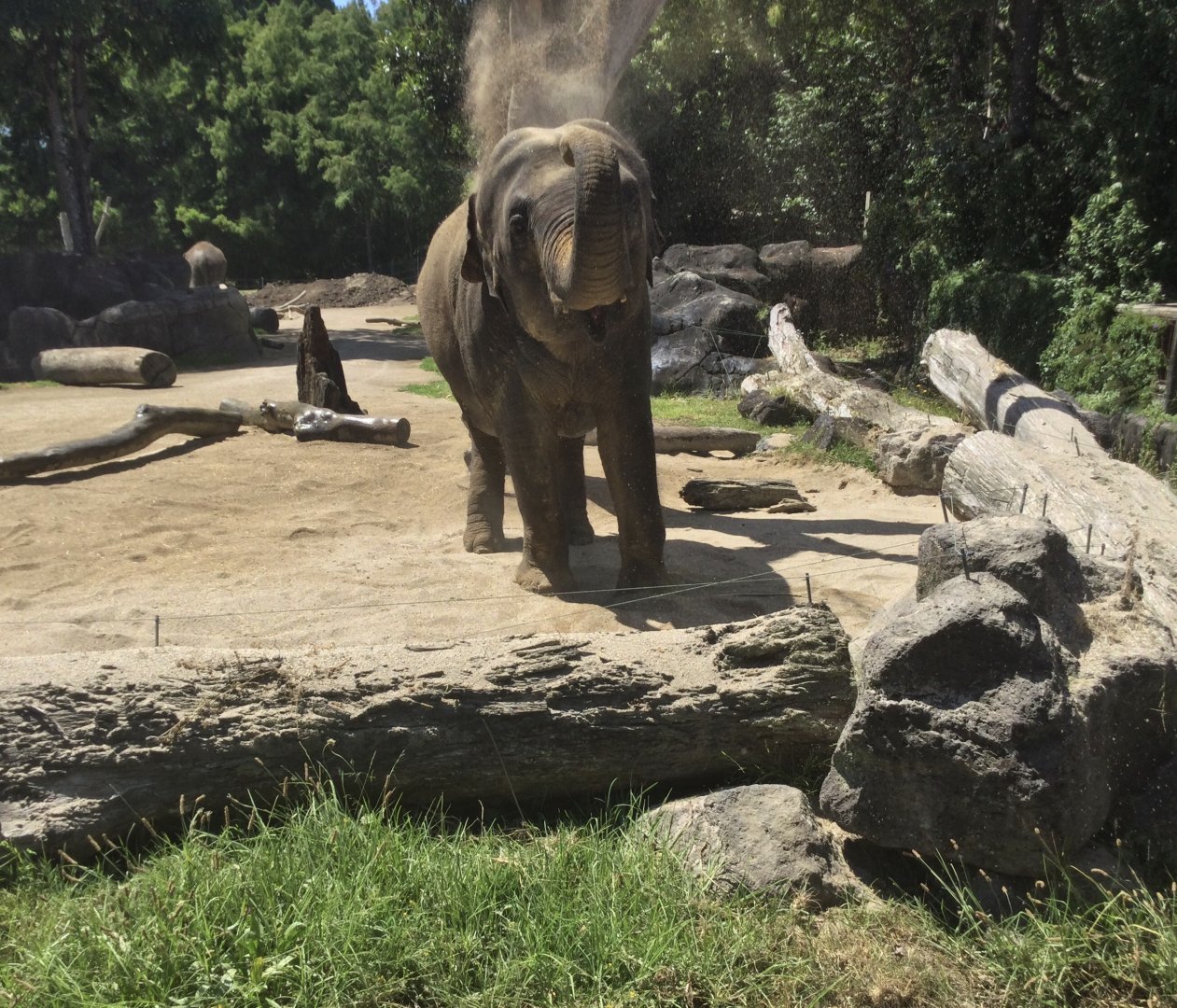 Anjalee’s Tushes (Female Tusks)