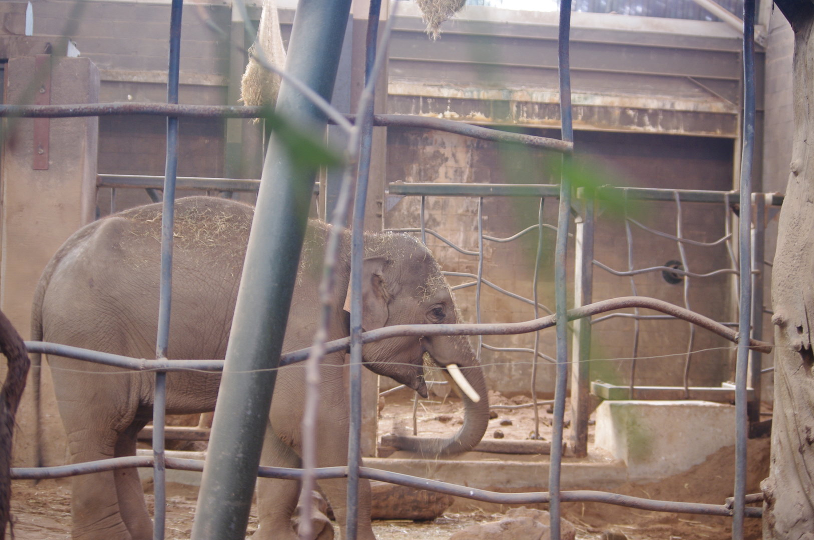 Anjan- 4 year old Asian Elephant youngster- Chester Zoo 4/4/2023