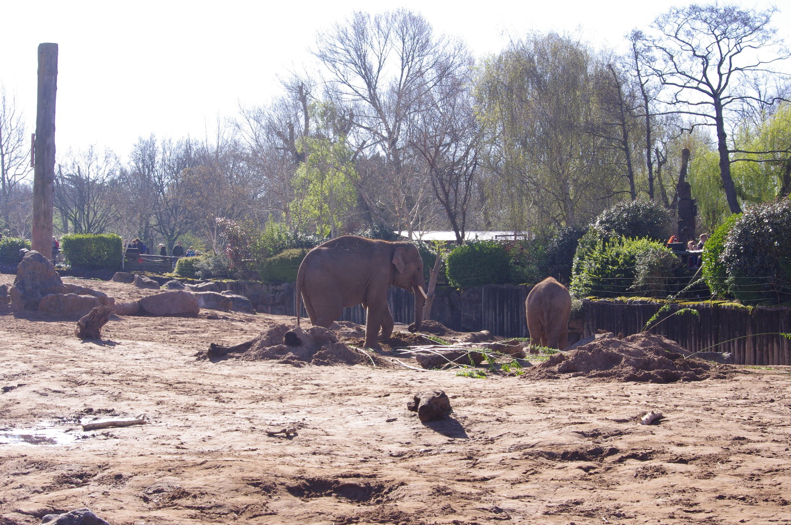 Anjan and Riva- Asian Elephants- Chester Zoo 4/4/2023