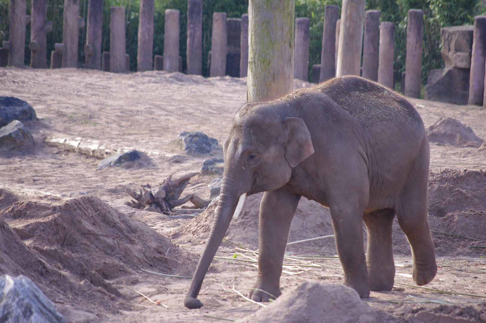 Anjan- Asian Elephant- 4/4/2023