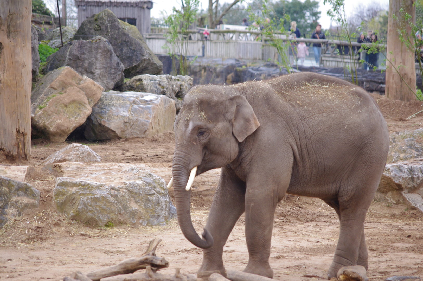 Anjan- Asian Elephant- 5/4/2023