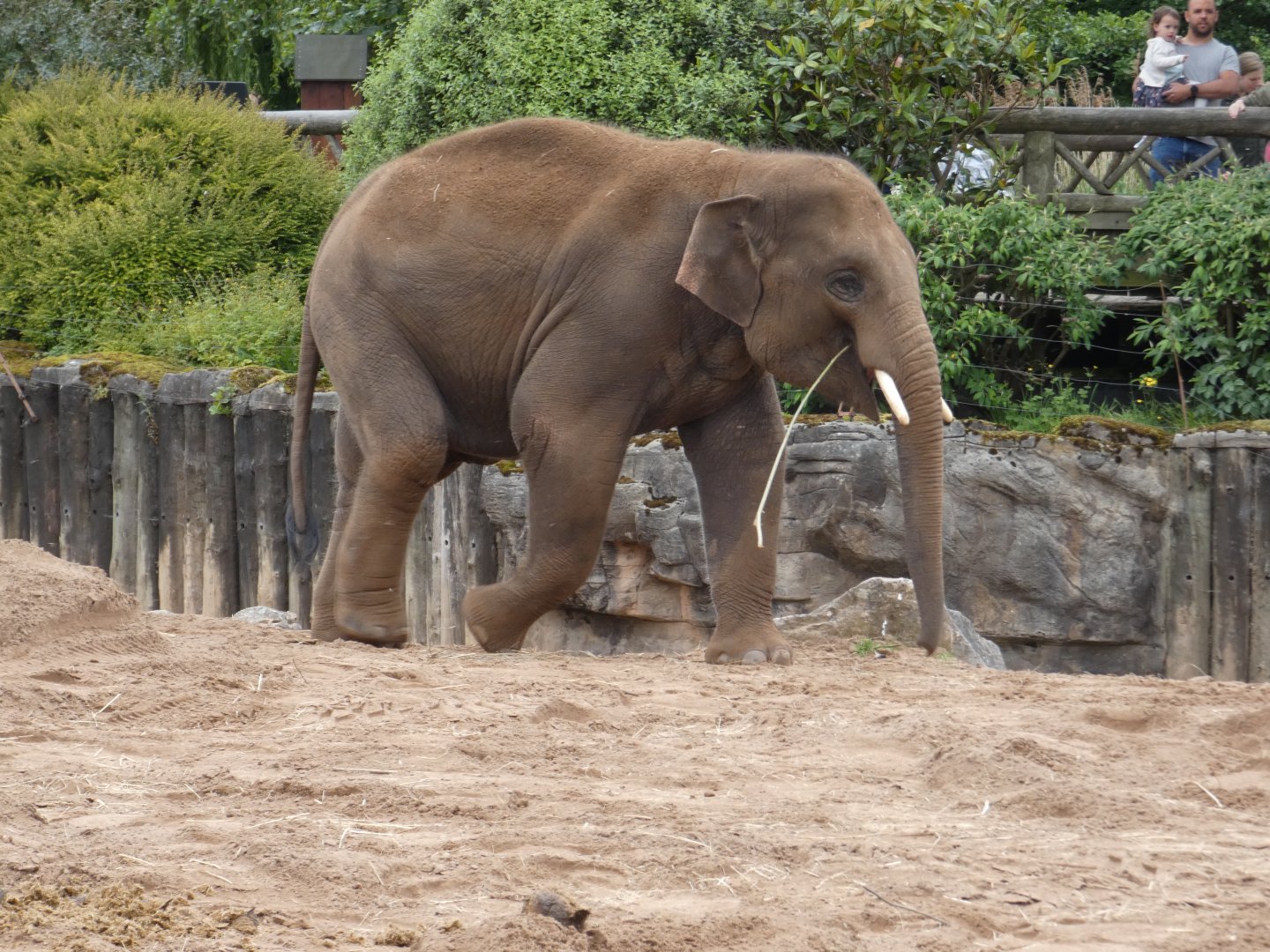 Anjan, Asian elephant