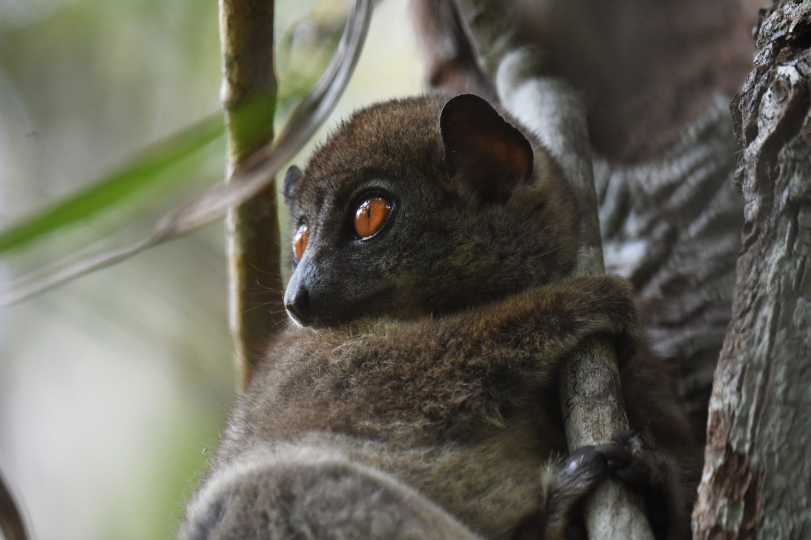 Ankarana sportive lemur (Lepilemur ankaranensis)