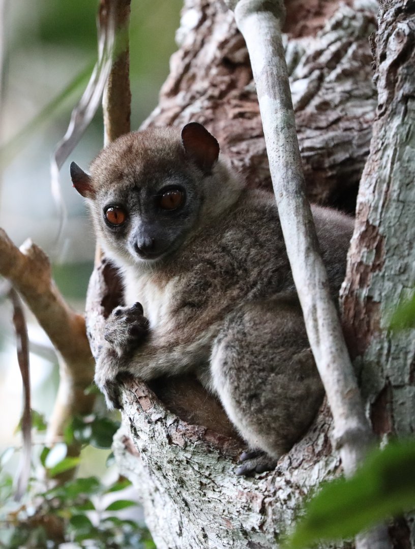 Ankarana sportive lemur (Lepilemur ankaranensis)
