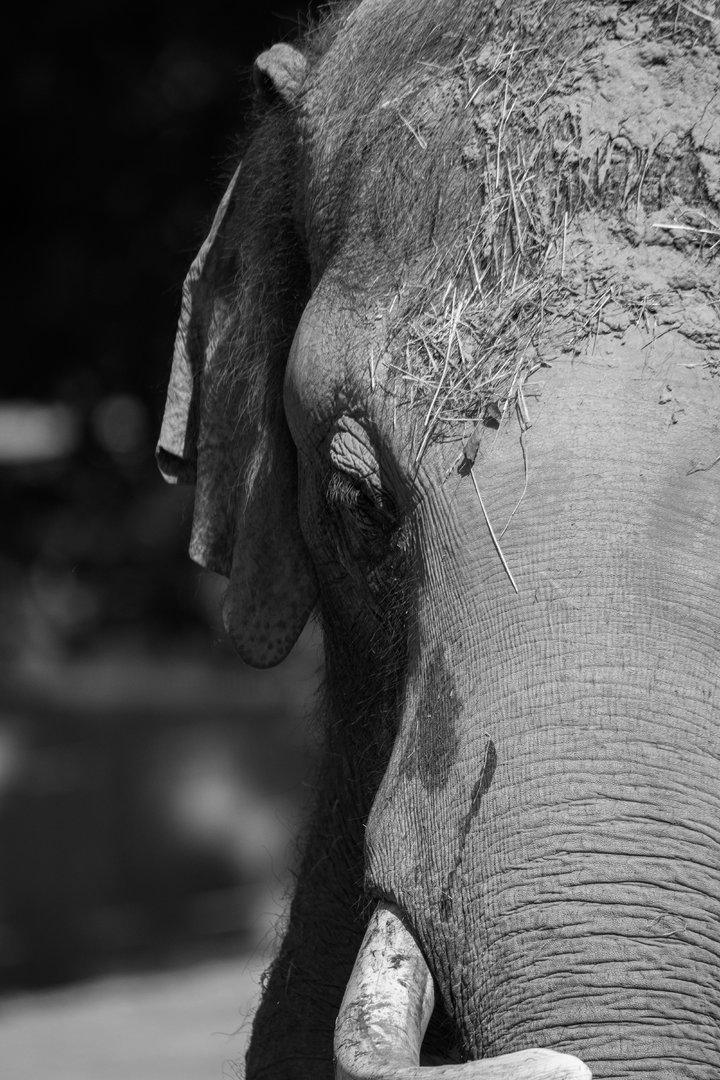 Ankhor, Asian elephant (Elephas maximus)