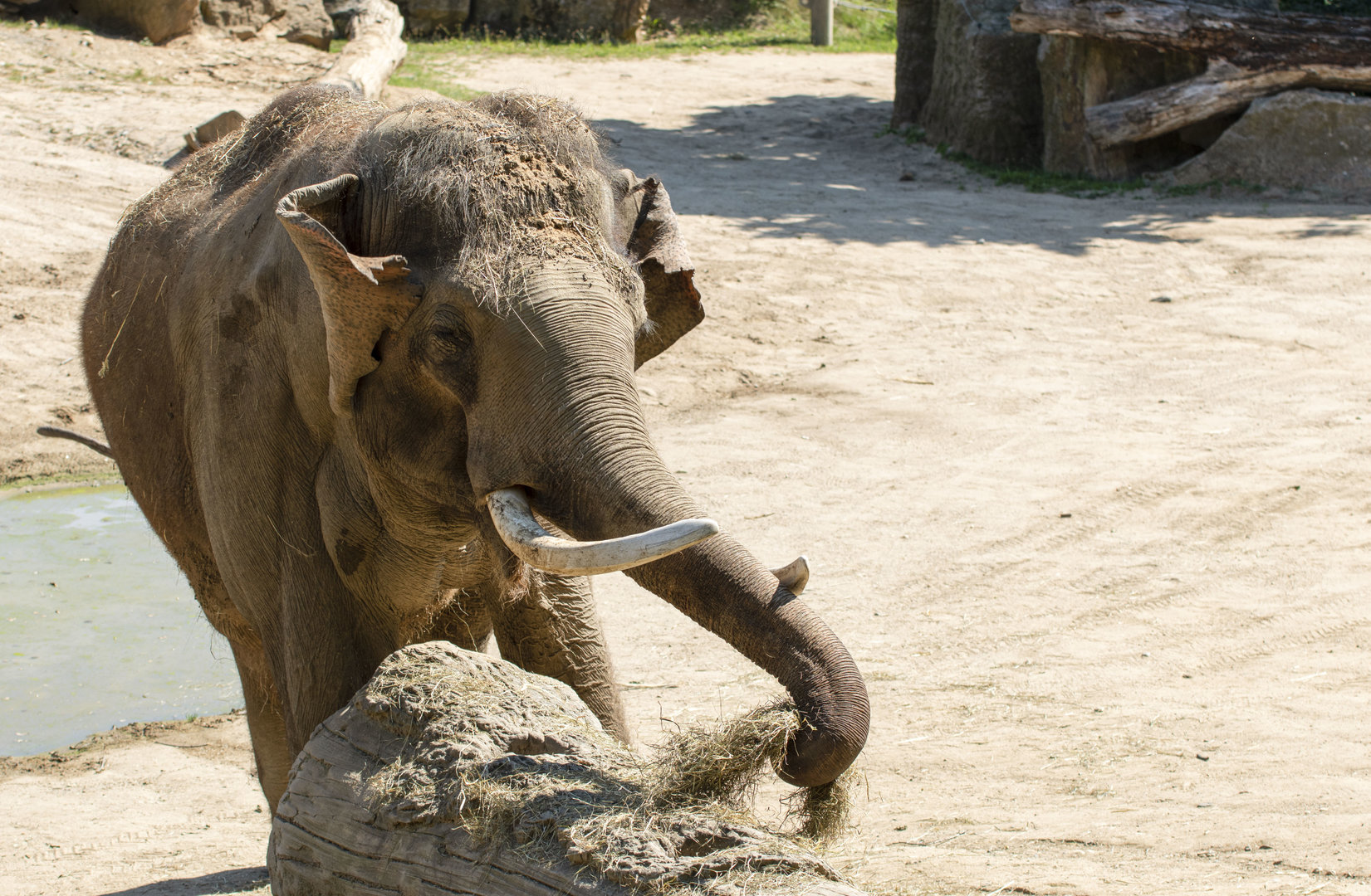 Ankhor, Asian elephant (Elephas maximus)