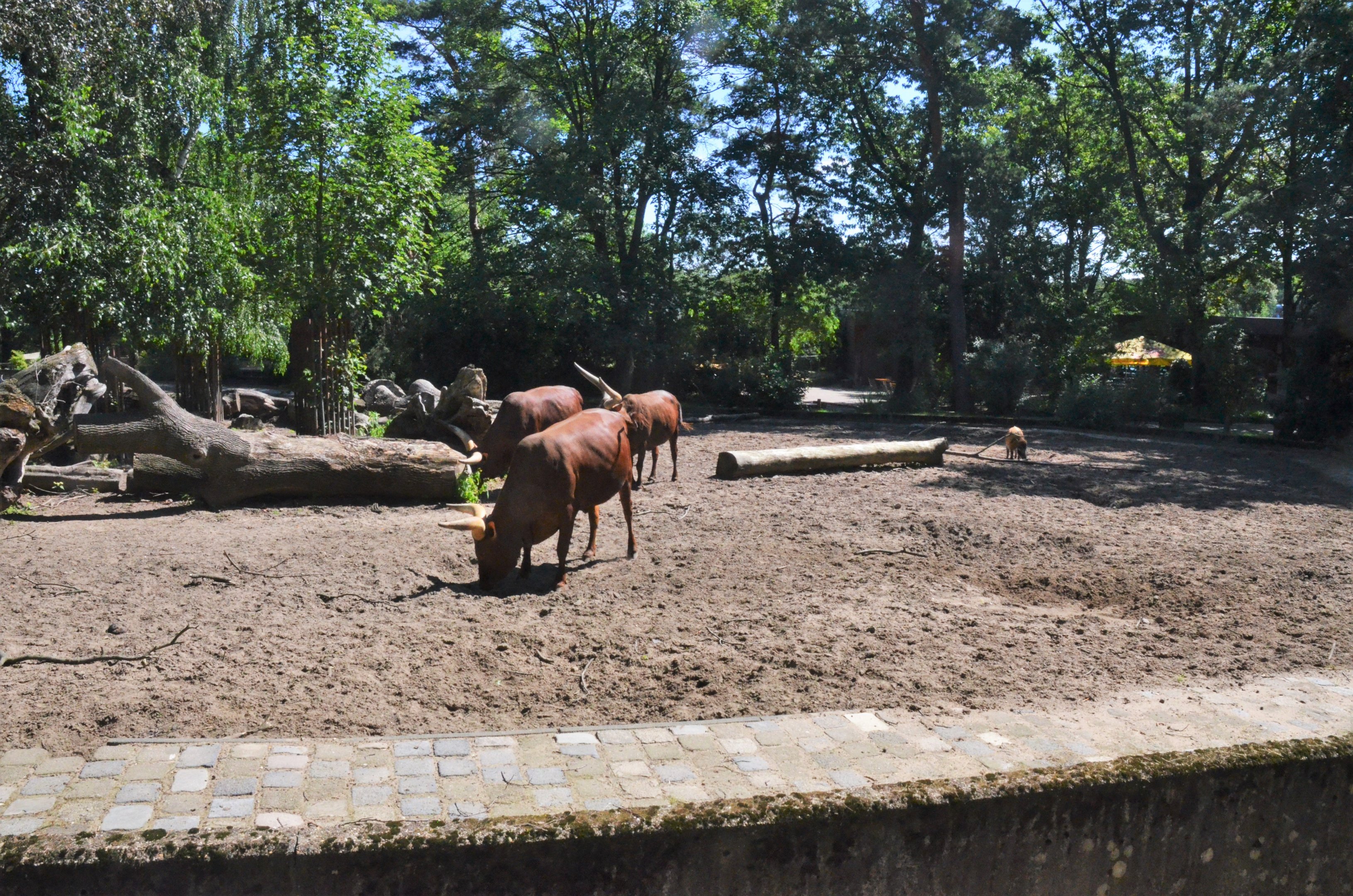 Ankole and Red River Hog Enclosure at Duisburg, 17/06/19