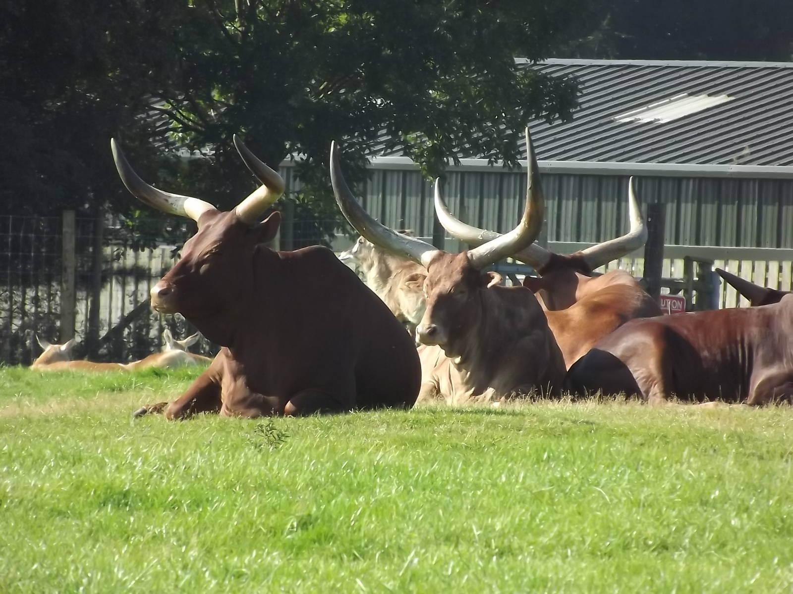 Ankole at Knowsley Safari Park 08/09/12