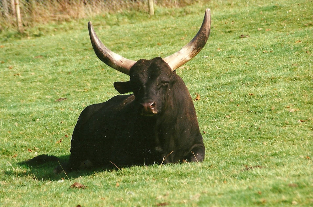Ankole bull 25th September 1999