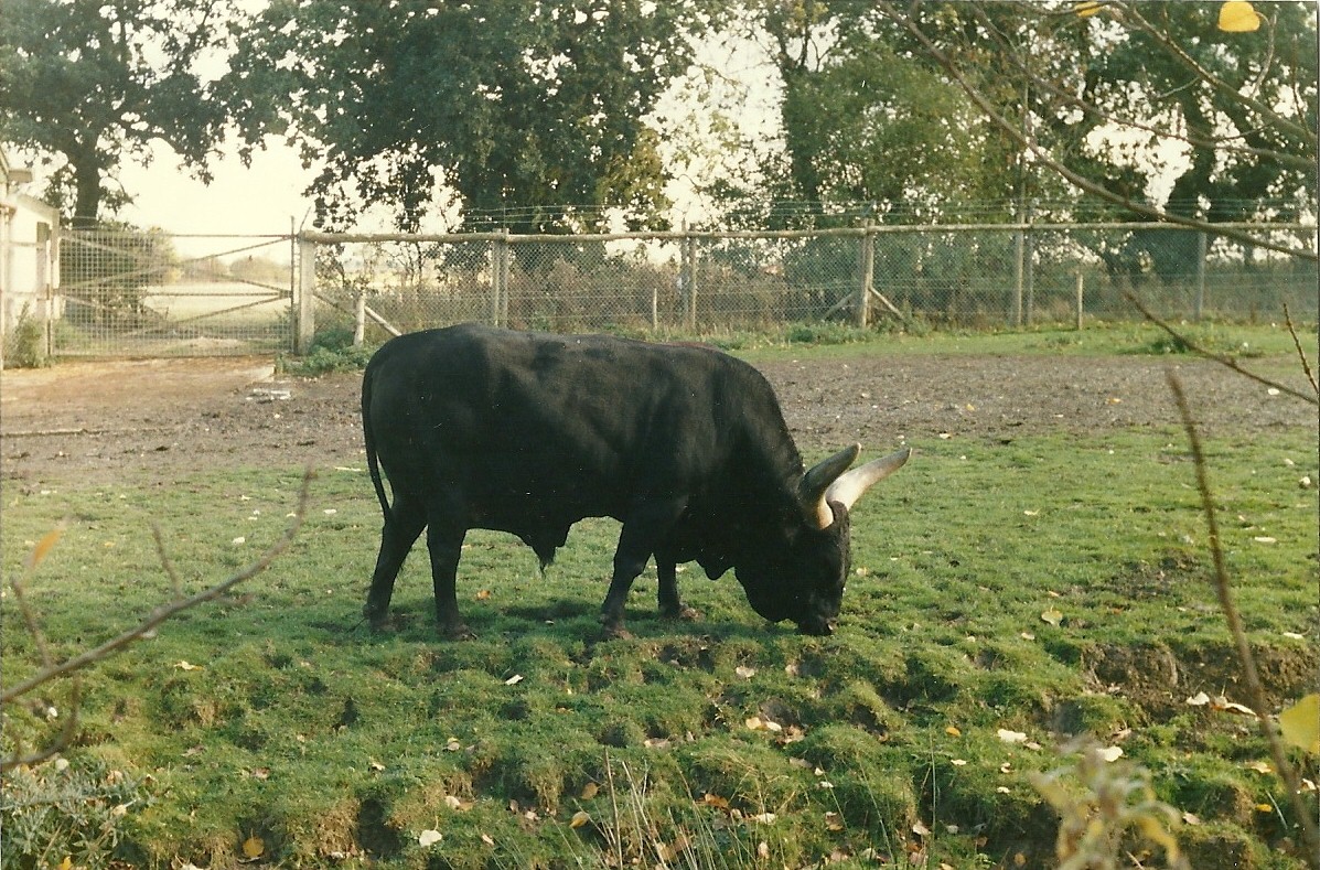 Ankole bull 26th October 1996