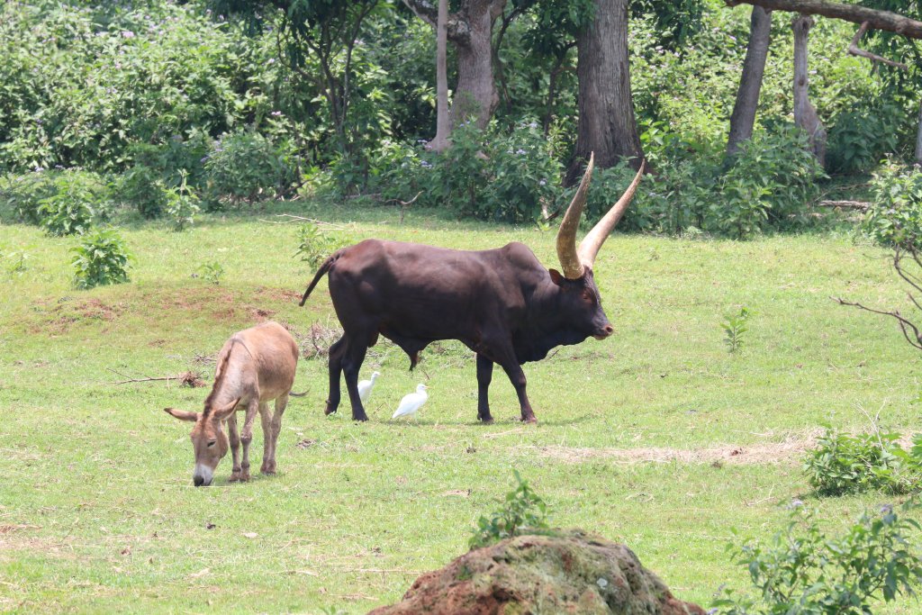 Ankole bull